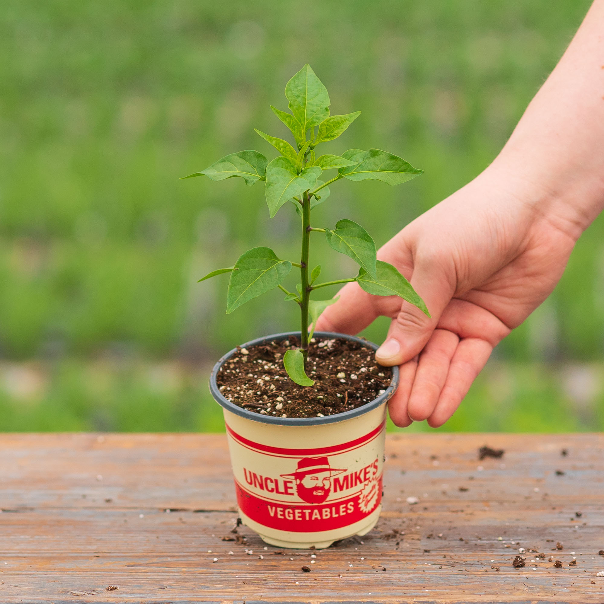 Pepper – Golden Cali Wonder – 4″ Pot